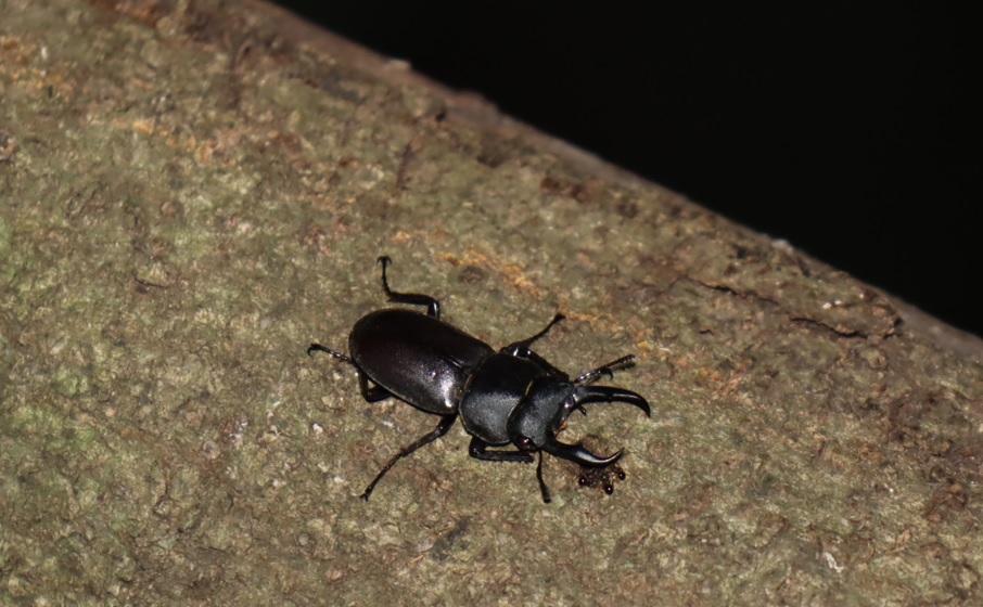コクワガタ♂ _シラカシ_2023年6月20日19時55分気温21.2度